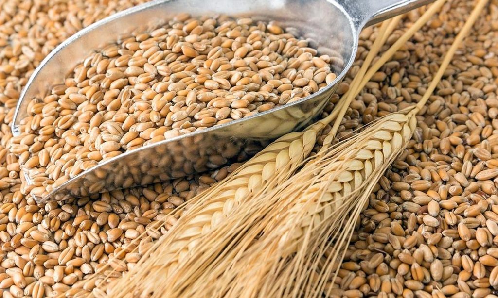 Trigo ¿alimento saludable o perjudicial?
