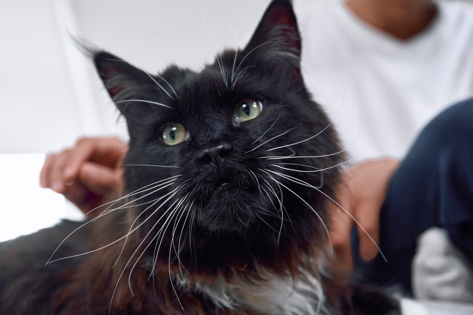 Pequeños bigotes, grandes cuidados: Boehringer Ingelheim impulsa la salud felina en el Día Mundial del Gato
